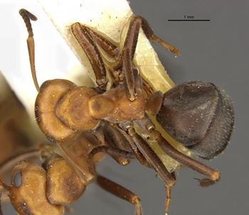 Media type: image;   Entomology 22721 Aspect: habitus dorsal